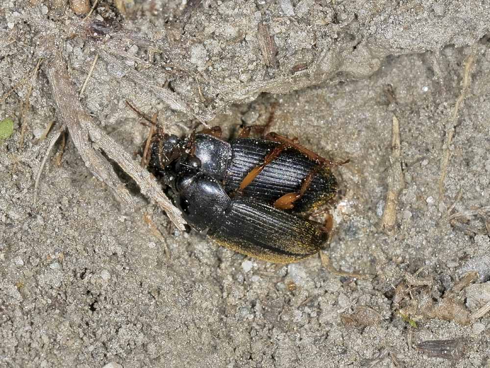 Coppia di Carabidae - Pseudoophonus rufipes